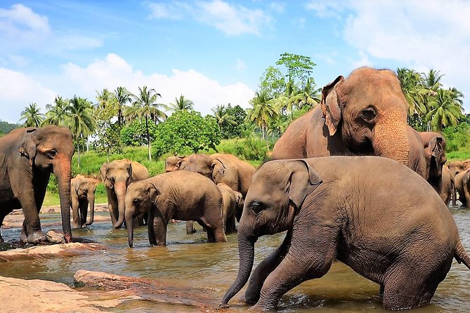 Private Day Trip to Sigiriya, cave and National park Safari Tour - Minneriya National Park Safari: The Elephant Hunt Takes Time