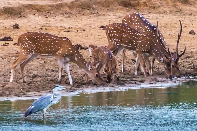 Private Day Trip to Yala National Park from Colombo - Dinner and bottled water: included means less to plan