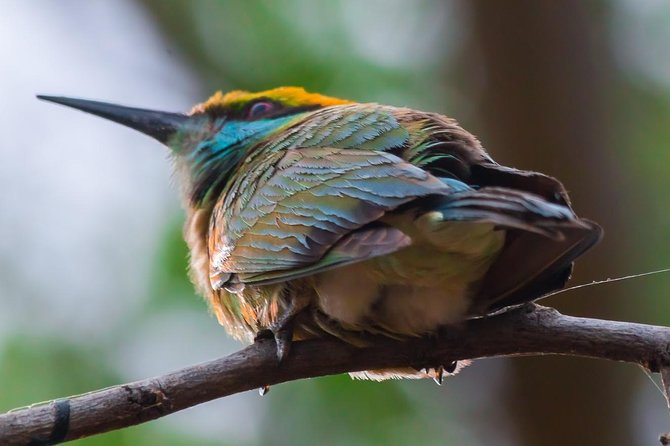 Private Day Trip to Yala National Park from Colombo - Who this private day trip suits best, and who should skip it