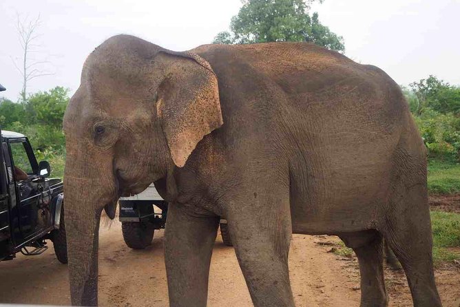 Private Day Trip to Yala National Park from Colombo - Practical tips for making it smooth in real life