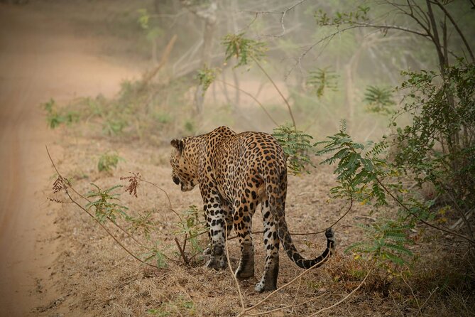Private Multi Day Sri Lanka Tour with Chauffeur - Key things I’d circle before you book