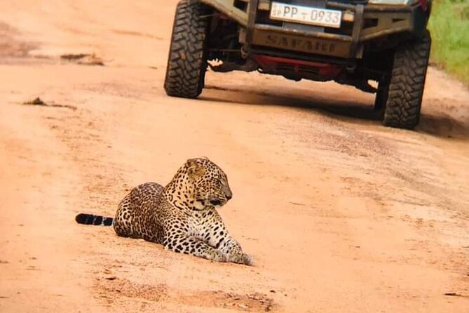 Private Wilpatu National Park Leopard safari from Colombo/Negambo - Key things to know before you go