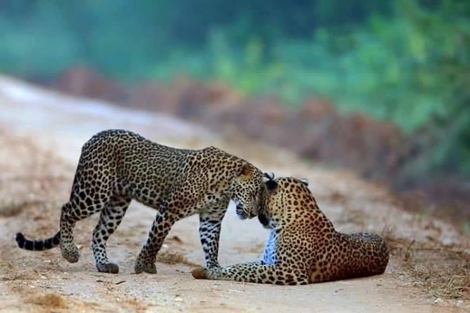 Safari at Wilpattu National Park from Negombo (All inclusive day tour) - Key Highlights You’ll Want to Know