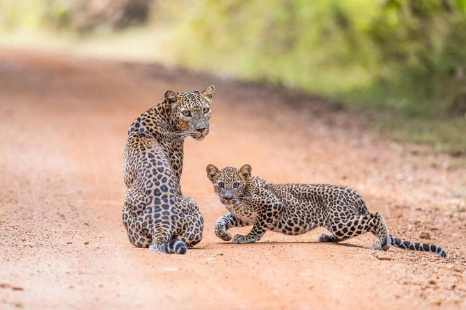 Safari at Wilpattu National Park from Negombo (All inclusive day tour) - Inside Wilpattu National Park: What Your 5 Hours Are Built Around