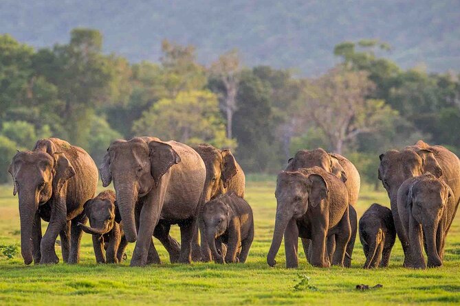 Safari Day Tour to Sigiriya Lion Rock and Golden Cave Temple - Transportation and Comfort: Why the AC Ride Matters on a Hot Day