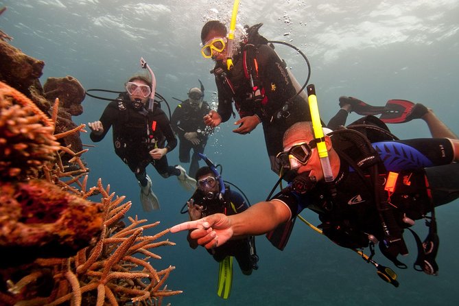 Scuba Diving For Beginners - Key highlights you should care about