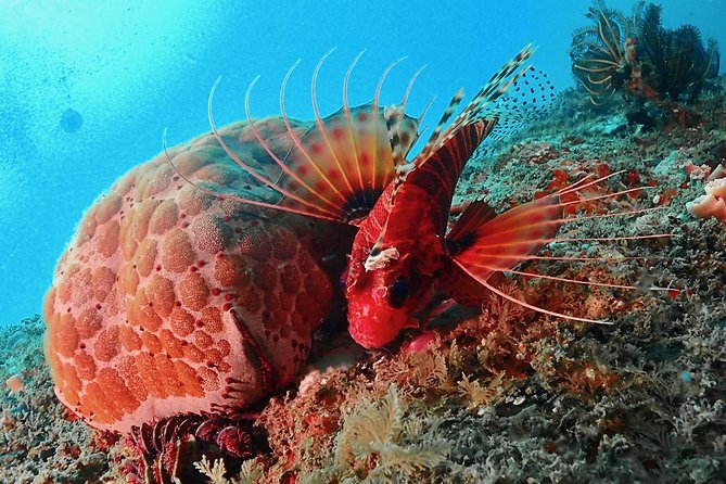 Scuba Diving For Beginners - How the 3-hour flow works, from basic theory to your first ocean time