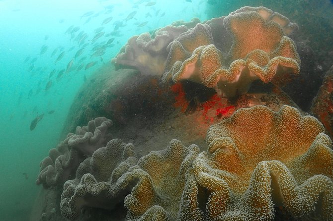 Scuba Diving For Beginners - Should you book this beginner scuba try-out?
