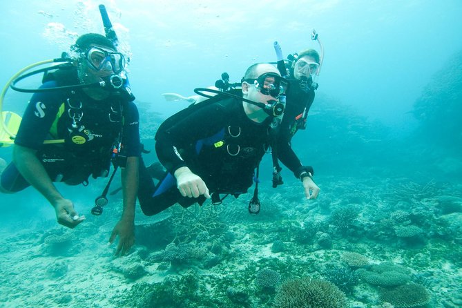 Scuba Diving For Beginners - What you might see: shipwreck + rocky coral reef near the beach