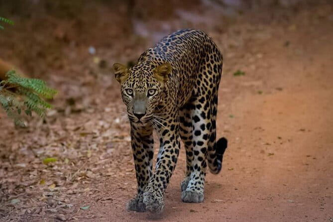 Sigiriya & Dambulla Day Tour - Who should book this Sigiriya and Dambulla day tour