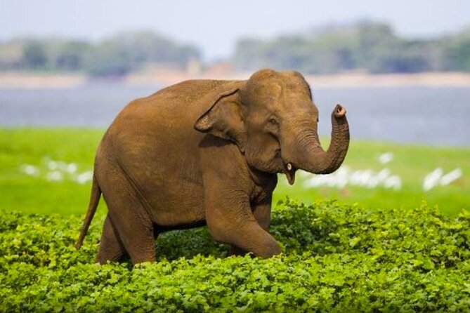 Sigiriya Rock & Cave Temple with Jeep Safari Private Day Trip - Key highlights worth your attention