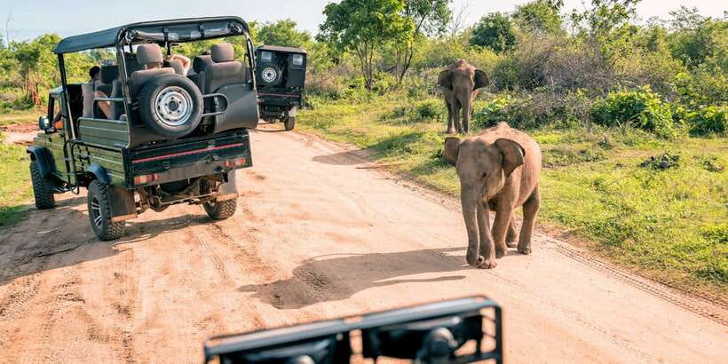 Sri Lanka: 2-Day wildlife tour; rainforest and National park - Key points before you go