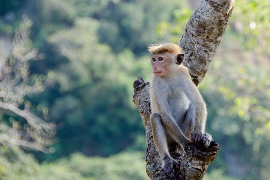 Sri Lanka: 2-Day wildlife tour; rainforest and National park - The quality factor: drivers and coordination can swing your day