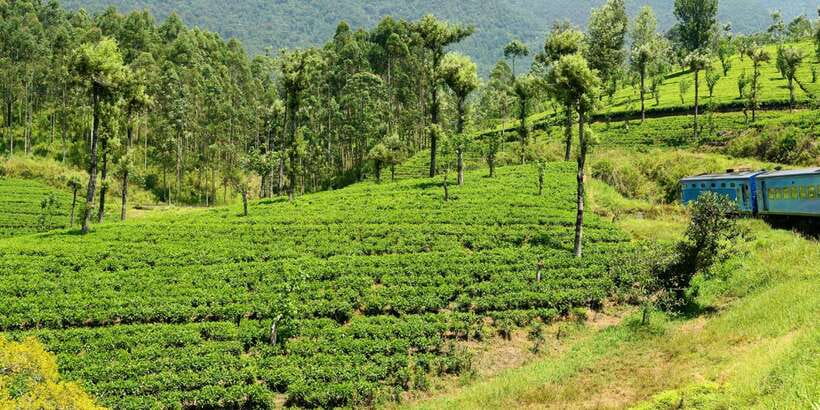Sri Lanka: 2-Day wildlife tour; rainforest and National park - Why this Sinharaja + Udawalawe + Blue Train combo makes sense