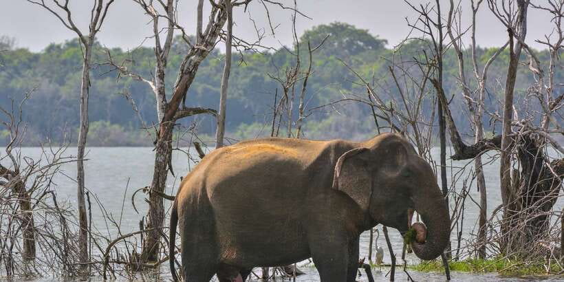 Sri Lanka: 2-Day wildlife tour; rainforest and National park - Day 2: The blue train Ella to Nuwara Eliya and the hill-town feel