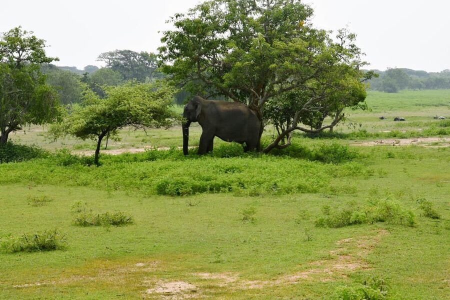Sri Lanka 5-Day Private Country Side Tour Car, Hotels, Food - Udawalawe National Park safari plus the shift from views to wildlife