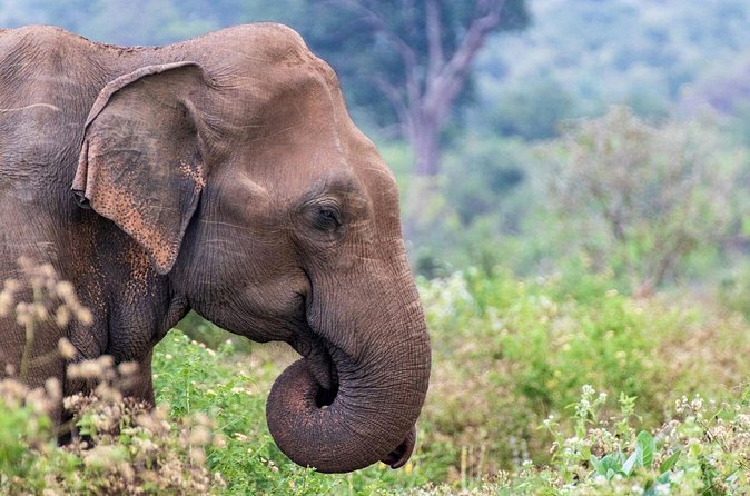 Sri Lanka 5 Day tour Best Nature and Culture include top hotels - Day 4, Nuwara Eliya to Ella scenic train ride and Nine Arches Bridge
