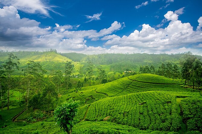 Sri Lanka 7 Days Tour - Day 1: Pinnawala elephants and a Pidurangala sunset climb