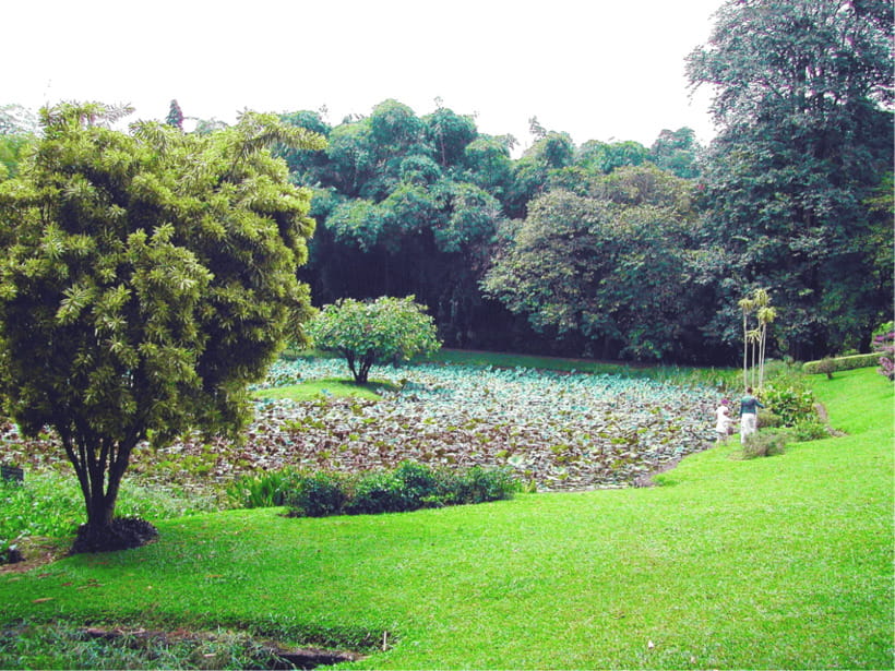 Sri Lanka Cultural Triangle Private 2-Day Tour+Wildlife Tour - Kandy plus the Sacred Tooth Temple: where spirituality meets city life