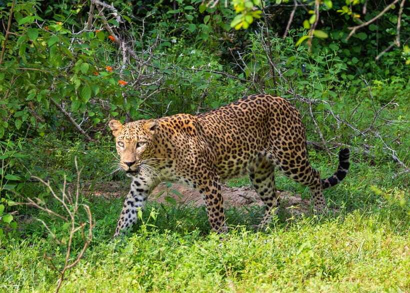 Sri Lanka Green Bless- 2-day Private Trip To Enjoy Nature - Overnight near Yala: plan for sleep quality
