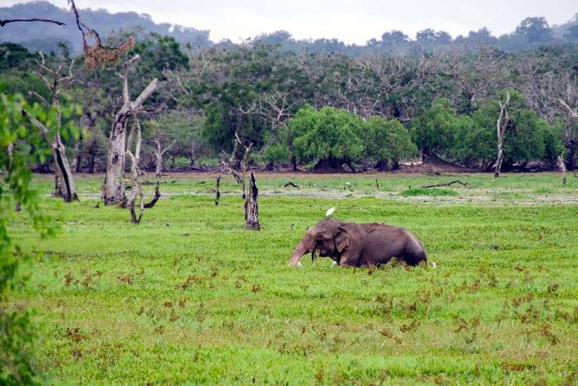 Sri Lanka Green Bless- 2-day Private Trip To Enjoy Nature - Guides and safari driving: small details that make a big difference