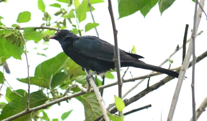 Sri Lanka Green Bless- 2-day Private Trip To Enjoy Nature - Sinharaja rainforest trek: learning to spot the small stuff