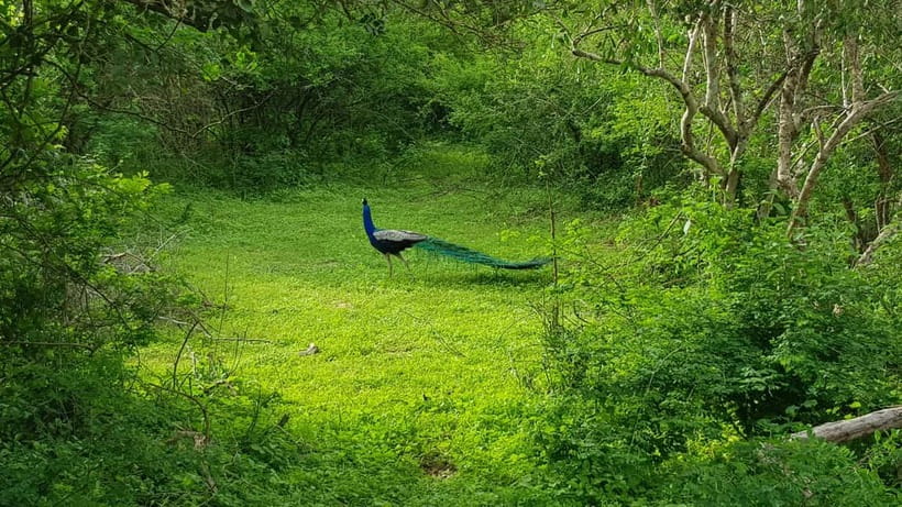 Sri Lanka Nature, culture, history and wildlife in 4 days - Day 2: Sigiriya and Dambulla by way of Matale spice garden, then Minneriya safari