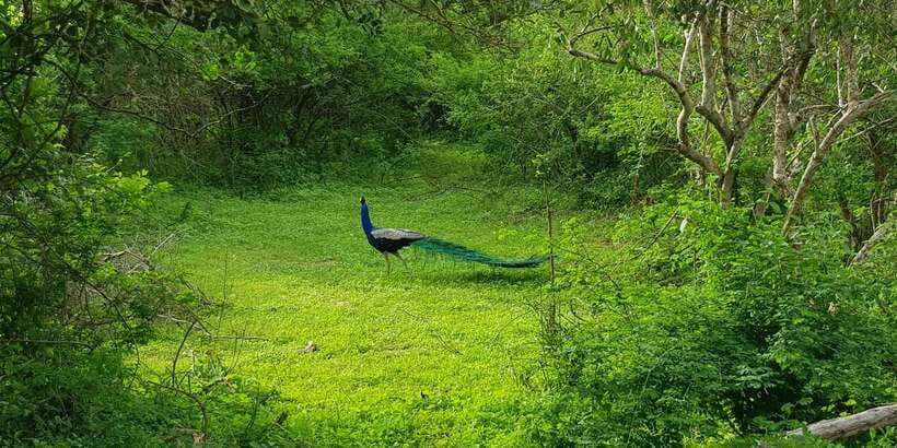 Sri Lanka Nature, culture, history and wildlife in 4 days - Price and value: what $465 includes and what you should budget for