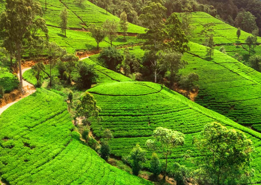 Sri Lanka Private 2-day Tour:Train Trip, Kandy, Nuwara Eliya - Day 2 to Nuwara Eliya: tea factory, tea country views, and Gregory Lake esplanade