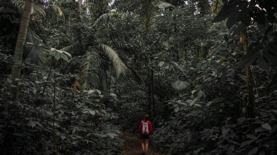 Sri Lanka: Sinharaja rainforest tour from Colombo, Bentota - Small-group pace, private attention, and how to get the most out of it