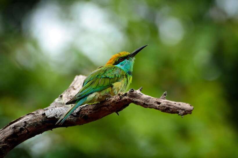 Sri Lanka: Sinharaja rainforest tour from Colombo, Bentota - Why Sinharaja rainforest feels different from most nature stops