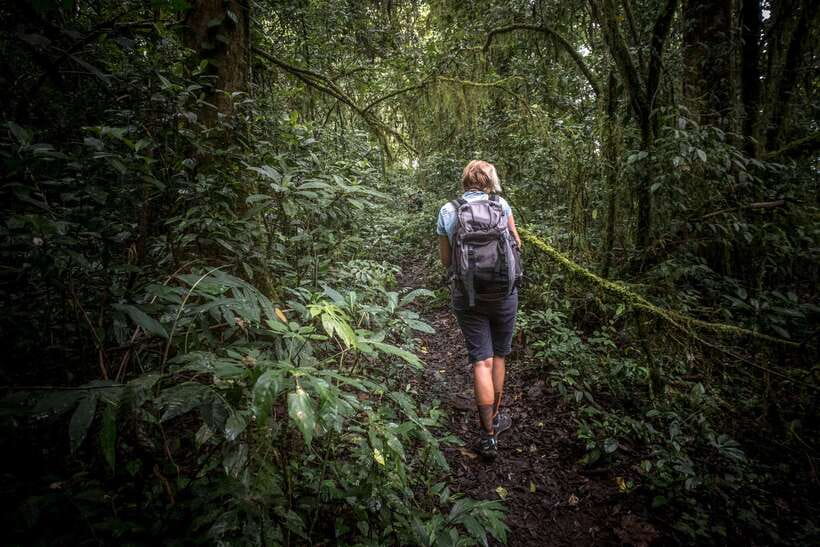 Sri Lanka: Sinharaja rainforest tour from Colombo, Bentota - The 4-hour rainforest hike: waterfalls, birds, and the small stuff that matters