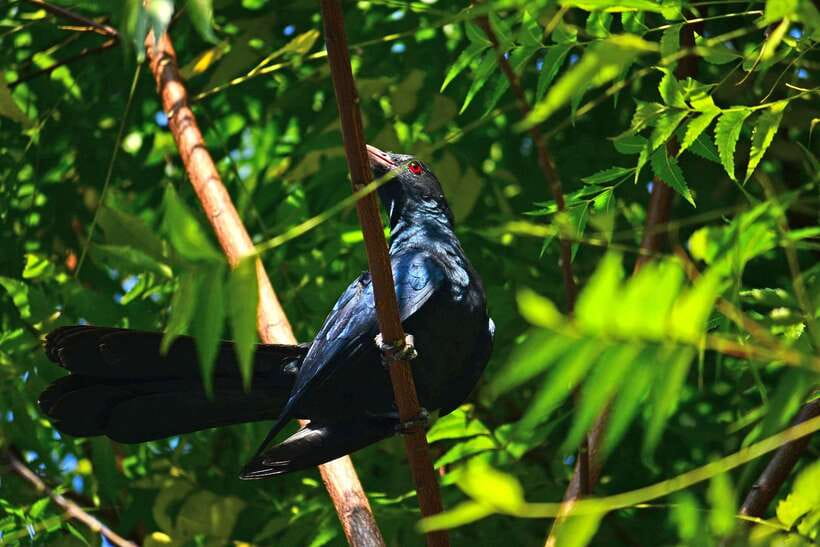 Sri Lanka: Sinharaja rainforest tour from Colombo, Bentota - Seeing Sinharaja’s tallest peak, and why that stop changes the day