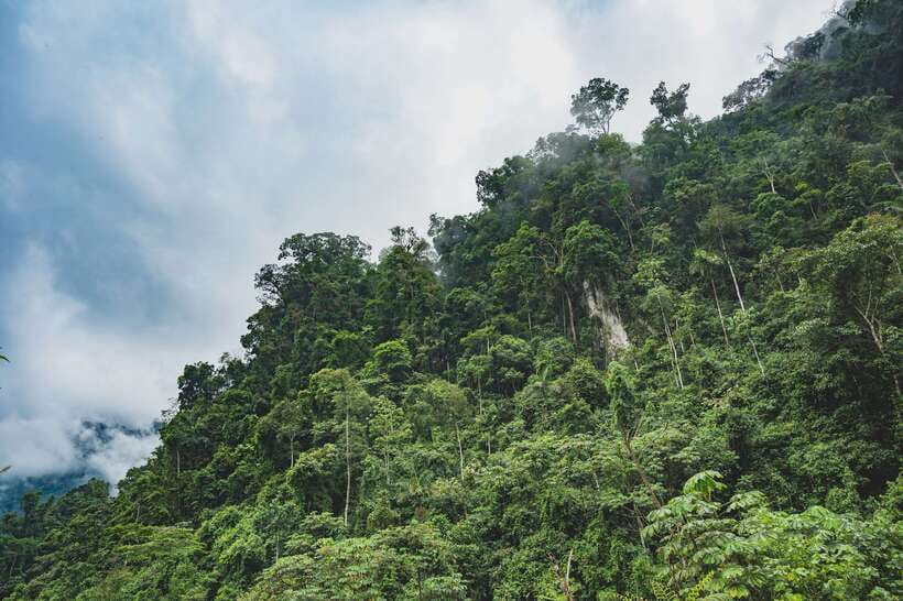 Sri Lanka: Sinharaja rainforest tour from Colombo, Bentota - Flora and orchids: what your guide helps you actually spot
