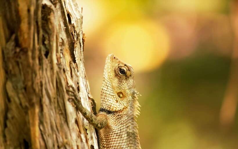 Sri Lanka: Sinharaja rainforest tour from Colombo, Bentota - What to pack so the rainforest does not get the upper hand