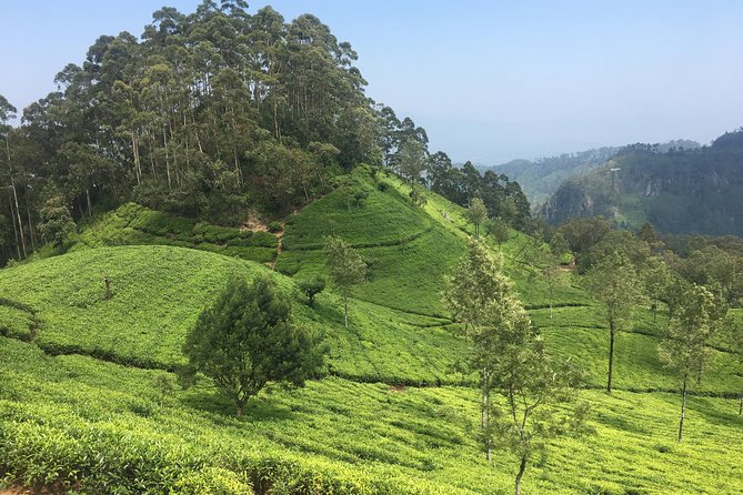Sri Lanka Tour in 8 Days - Day 3: Sacred Tooth Relic, Kandy Gardens, City Market, and Dance