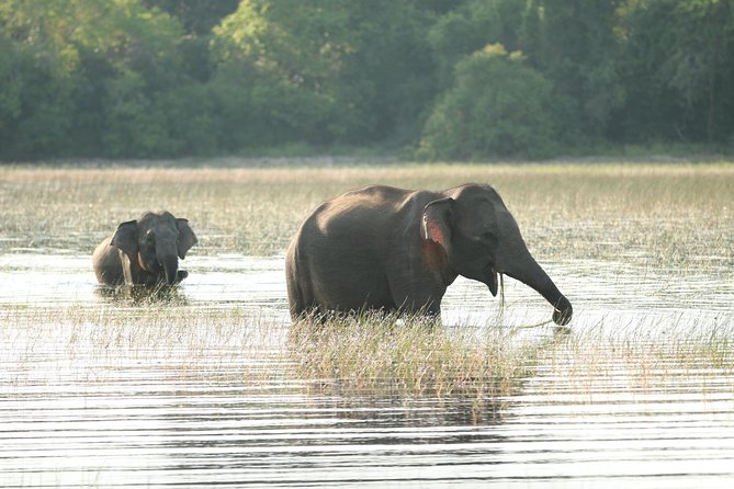 Sri Lanka tours 12-Day wildlife Tour with driver,Car or Van and accommodations - Cave Temple Dambulla, spice garden learning, and the Sacred Tooth Relic