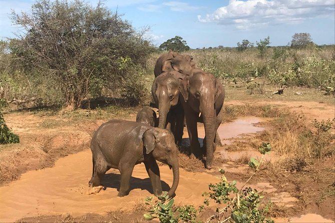 Sri Lanka tours 12-Day wildlife Tour with driver,Car or Van and accommodations - Sigiriya morning climb and elephant-country evening safaris