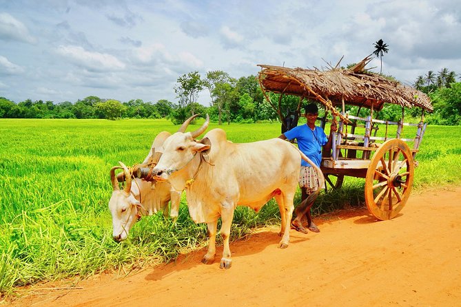 Sri Lanka Travel in 08 Nights 09 Days - Tea country, waterfalls, and the Nanu Oya to Ella scenic train