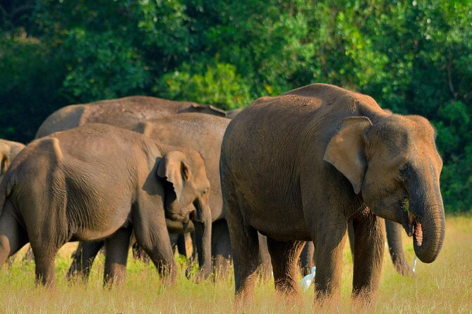 Sri Lanka Unveiled: 12 Nights Complete Experience Package - Key things that make this tour work well