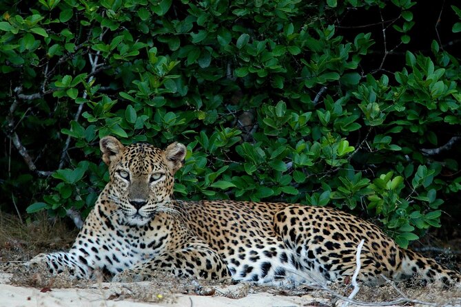 Sri Lanka Unveiled: 12 Nights Complete Experience Package - Value That Feels Like a Full Package: What $1,750 Actually Covers