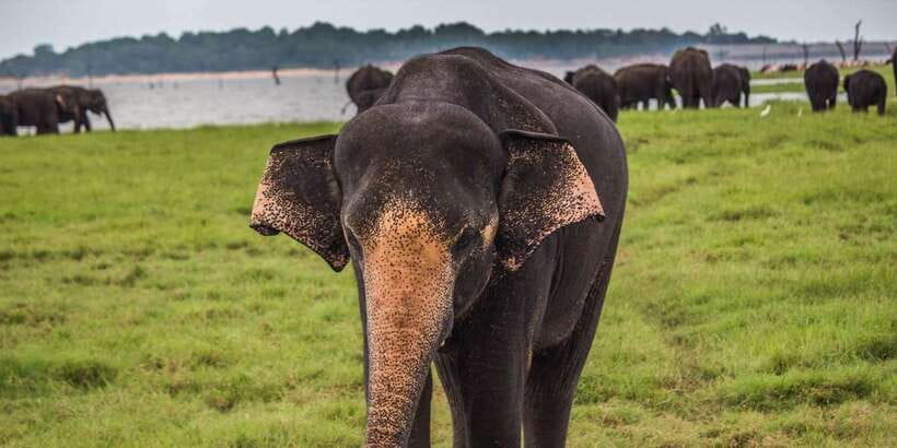 Udawalawa National Park: All-Inclusive Private Day Tour - Should You Book This Udawalawe Private Day Tour?