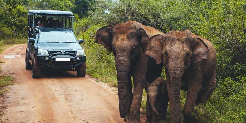Udawalawa National Park: All-Inclusive Private Day Tour - The 3-Hour Udawalawe Jeep Safari: How Your Game Drive Plays Out