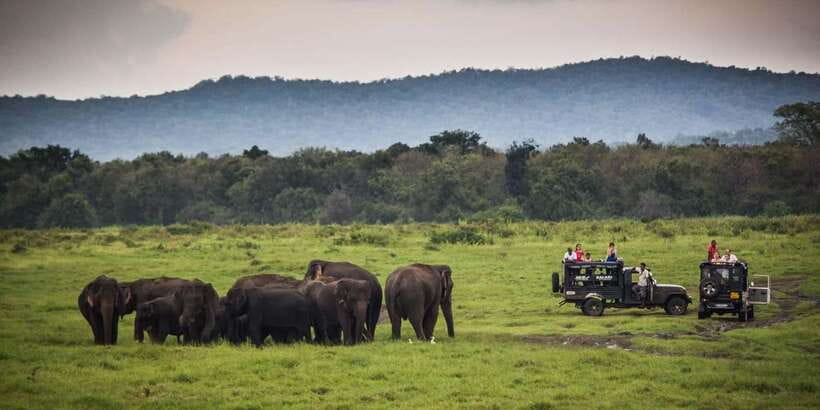 Udawalawa National Park: All-Inclusive Private Day Tour - Wildlife Highlights: Elephants, Crocodiles, Birds, and Smaller Surprises