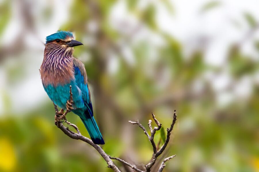 Udawalawa National Park: All-Inclusive Private Day Tour - Your Guide Makes the Day: English Explanations That Actually Help
