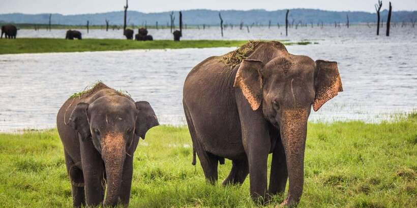 Udawalawa National Park: All-Inclusive Private Day Tour - Getting There in Comfort: Private Transfers from Colombo, Ella, and Wellawaya