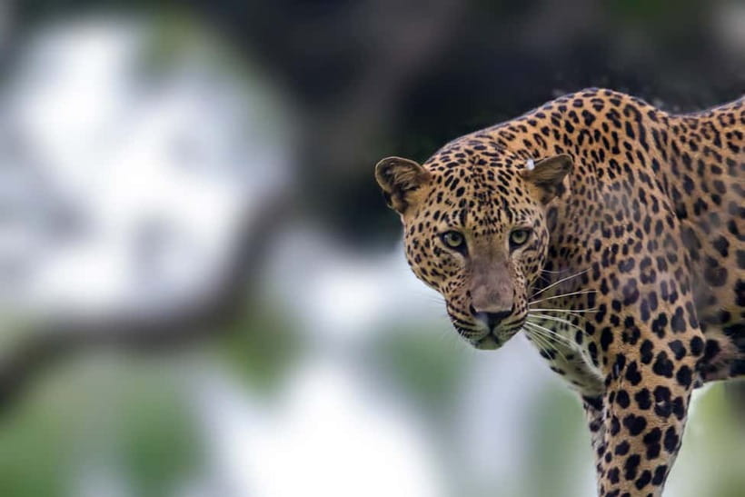 UDAWALAWA SAFARI TOUR from HAMBANTOTA PORT (Shore Excursion) - Key Highlights You’ll Care About