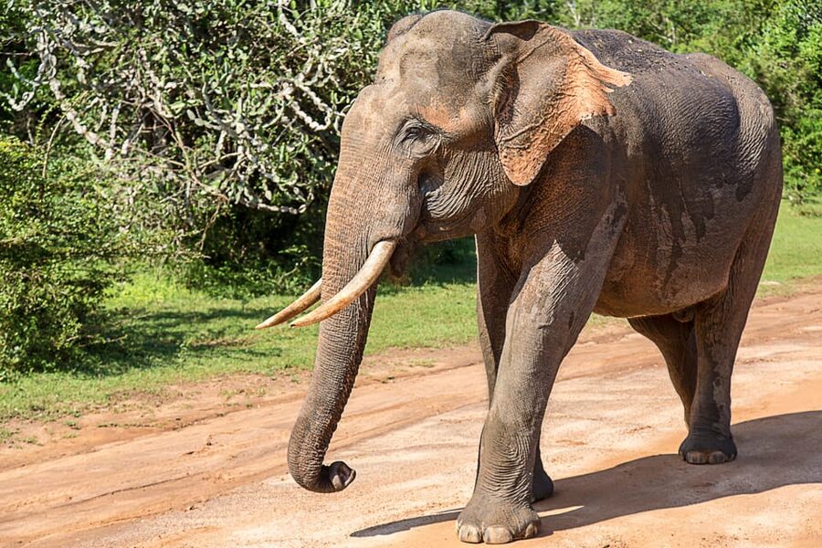 UDAWALAWA SAFARI TOUR from HAMBANTOTA PORT (Shore Excursion) - What’s Included Versus What Costs Extra