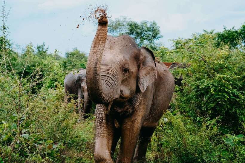 Udawalawe National Park: Elephant Safari with Expert Guide - What your 4 to 10 hour safari feels like in real time