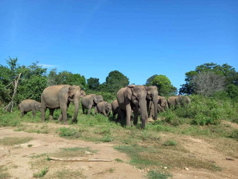Udawalawe National Park: Elephant Safari with Expert Guide - Beyond elephants: the wildlife circuit you’ll want your guide to scan for
